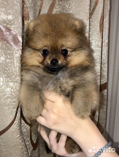 Щенки шпица