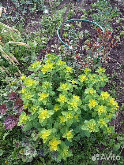 Молочай многоцветковый