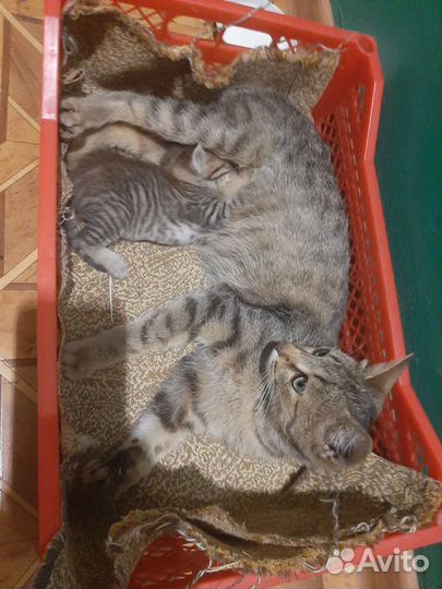 Кошка с котенком