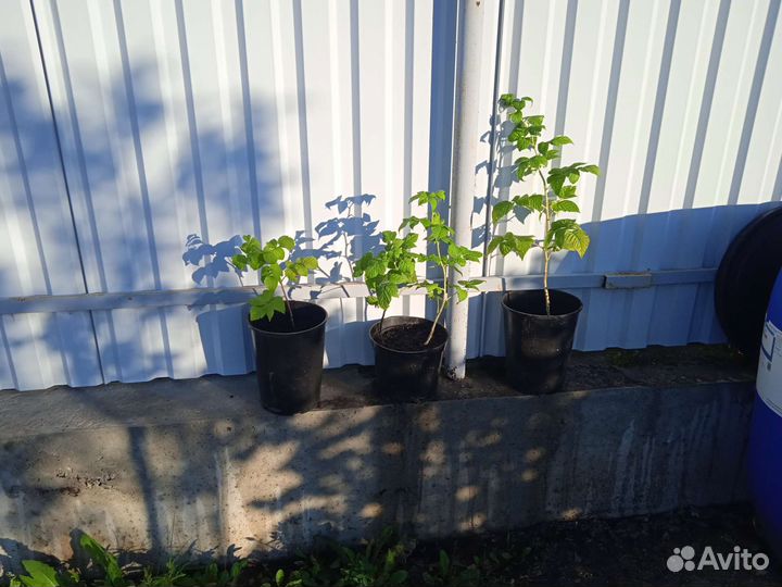 Ремонтантная малина