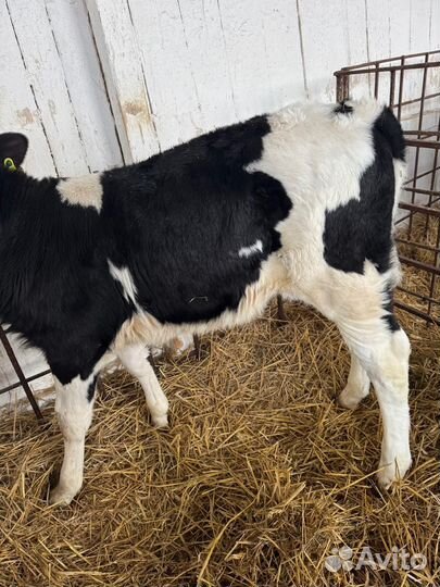 Ом Телята бычки на откорм и племя