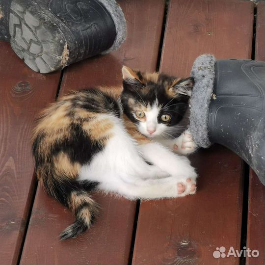 Трехцветная девочка в добрые руки