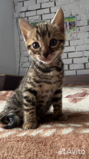 Бенгальские котята