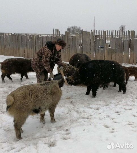 Поросята кабанчики, подсвинки