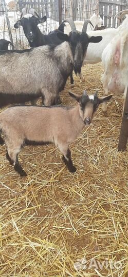 Коза дойная