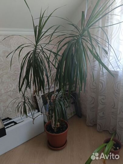 Комнатные растения цветы