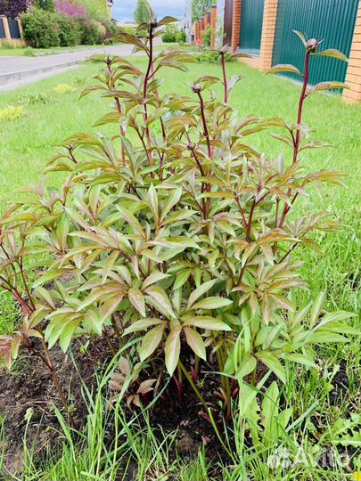 Пионы розовые кусты