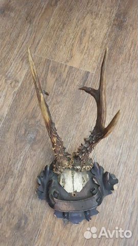 Рога косули