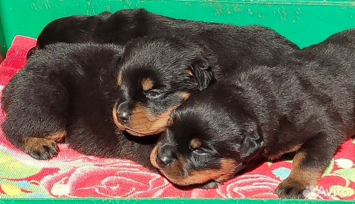 Мальчики и девочки РКФ