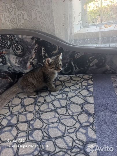 Отдам котят в добрые руки