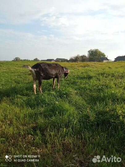 Коза Ла-Манча