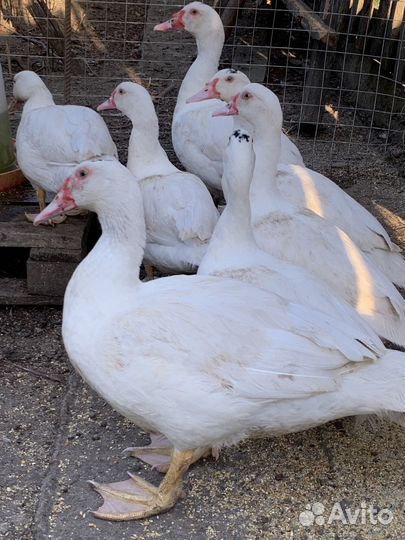 Индоутки тяжелых линий Гримо