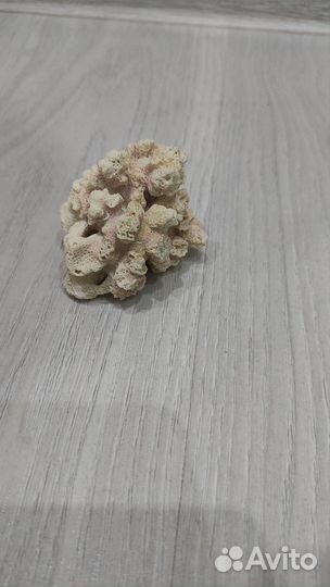 Кораллы для аквариума