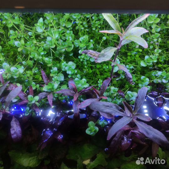 Аквариумные растения