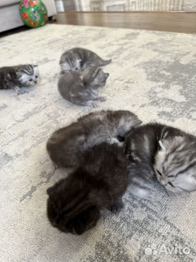 Британские котята