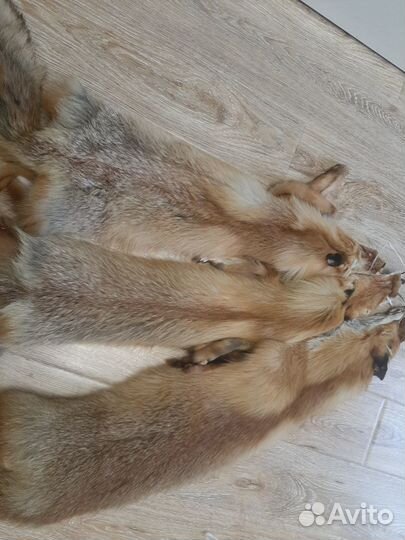 Шкурки мех хорь,норка,ондатра