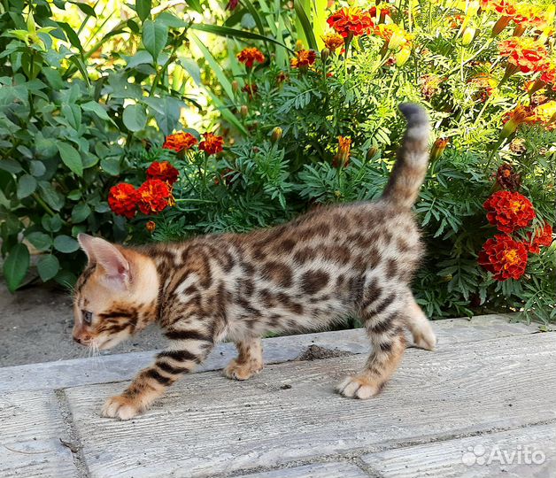 Бенгальская кошечка