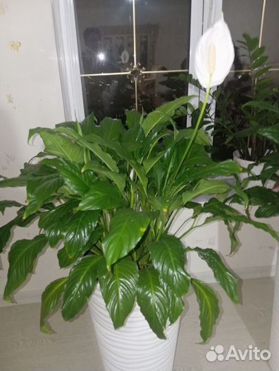 Спатифиллум