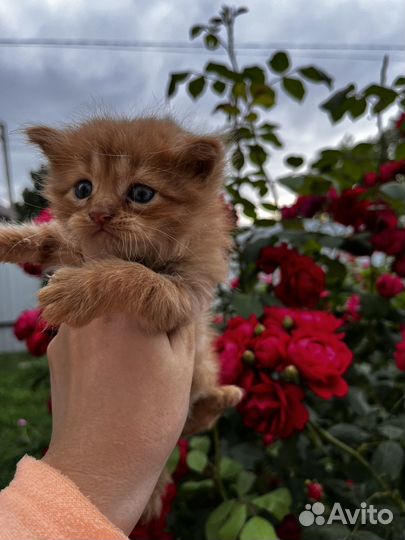 Пушистая кошечка в добрые руки