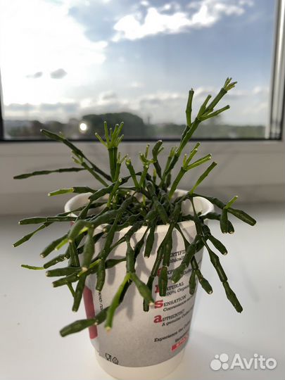 Маранта, зефирантес, хатиора