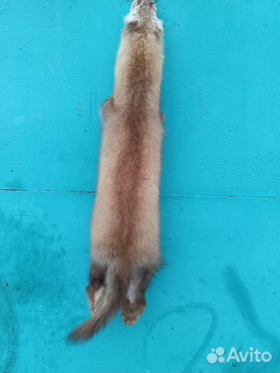 Хорёк, норка и соболь