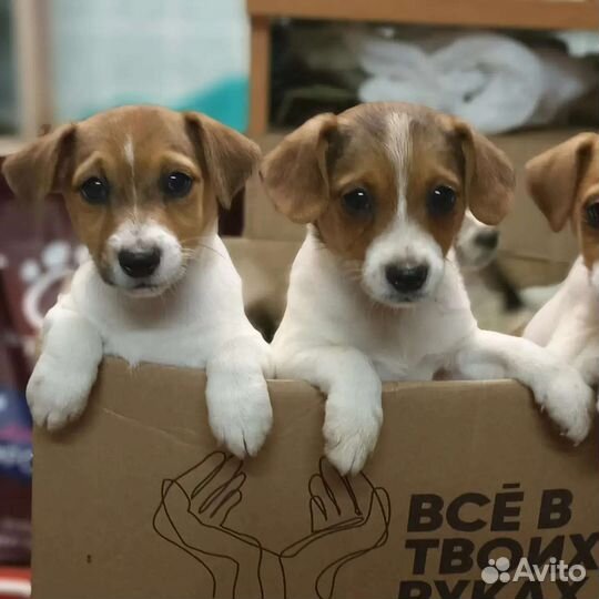 Щенки джек Рассел терьер