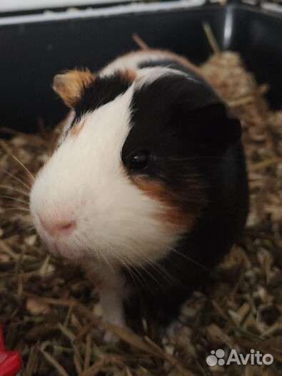 Морская свинка самец