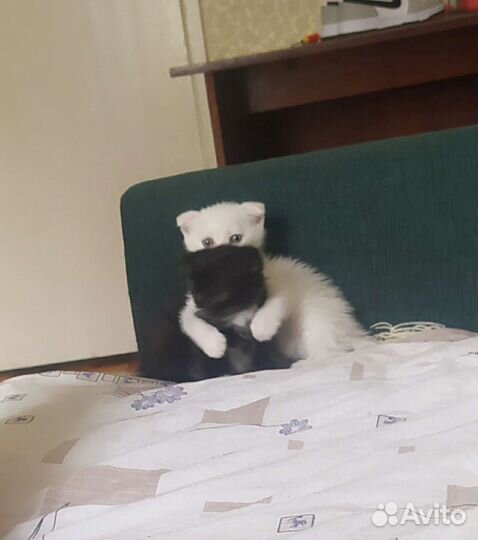 Вислоухие котята