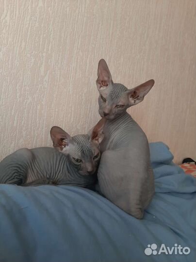 Петерболд сфинкс