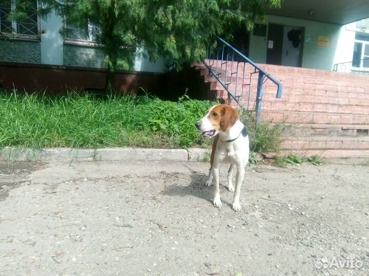 Продаю эстонского выжлеца