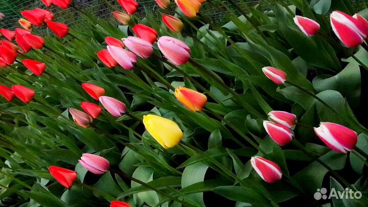 Мелкие луковицы тюльпанов mix