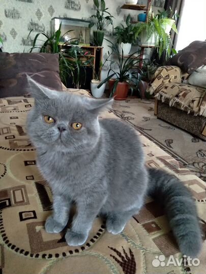 Персидские котята