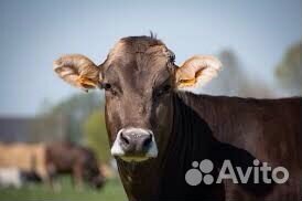 Мясо говядина