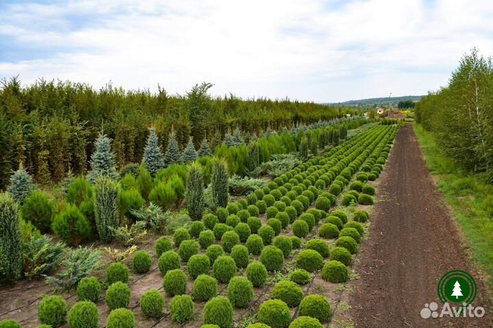 Туя шаровидная разных размеров