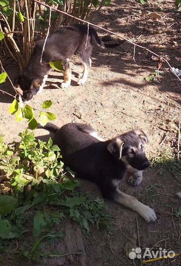 Щенки-девочки 3,5 месяца