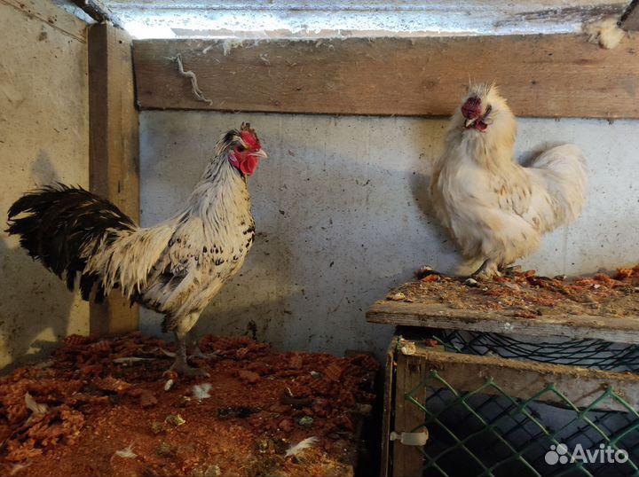 Молодые петухи