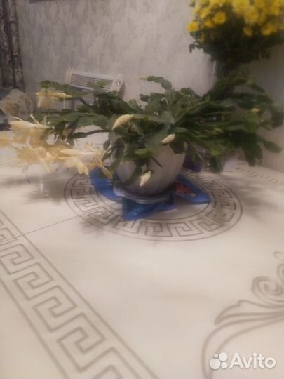 Декабрист/рипсадолис