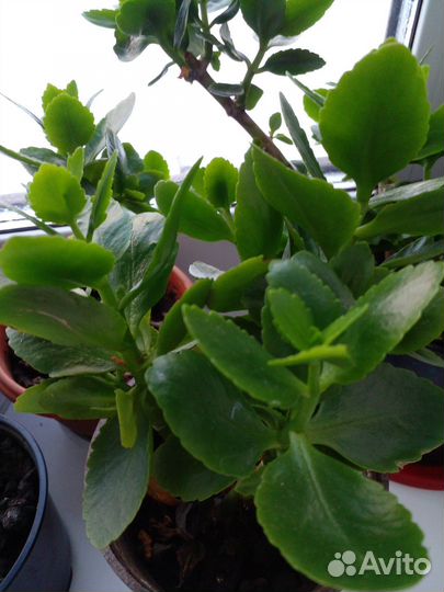 Каланхое цветущее