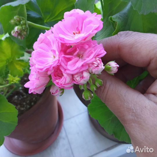 Сортовые пеларгонии -черенки, кусты и др.комнатные