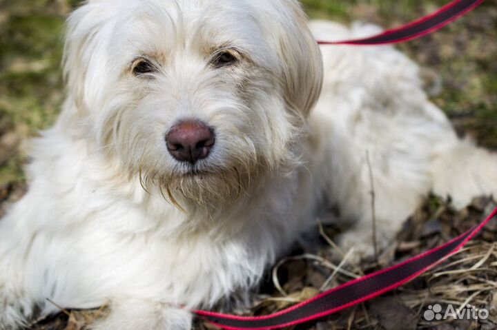 Собака в добрые руки