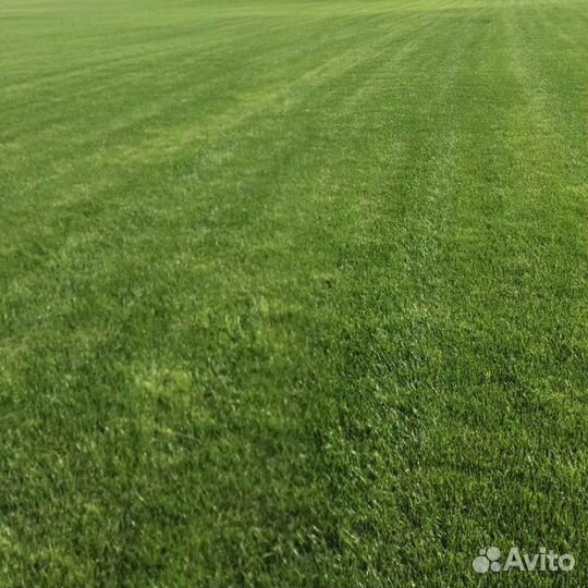 Рулонный газон с доставкой.Газонная трава в рулоне
