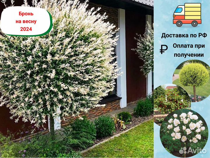 Растения на штамбе для вашего участка