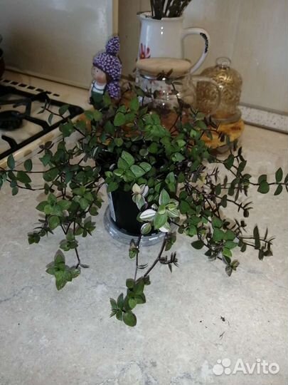 Колизия бьянка