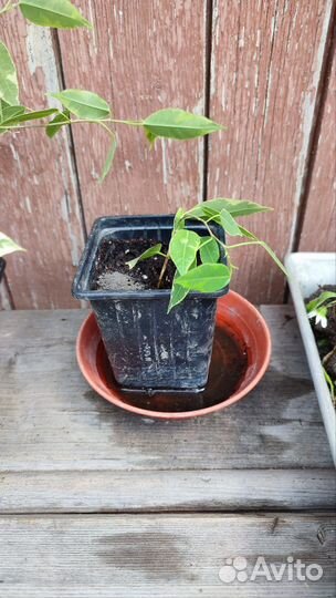 Фикус бенджамина пестролистный