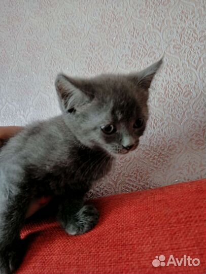 Милые котята