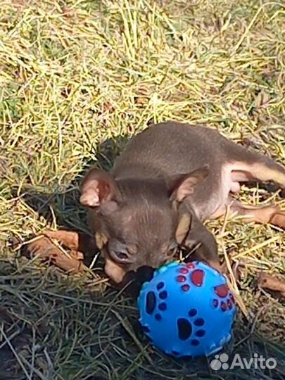 Мини той-терьер щенки