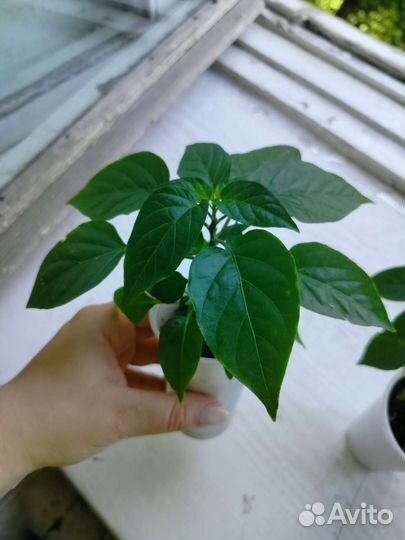 Комнатный горький перец