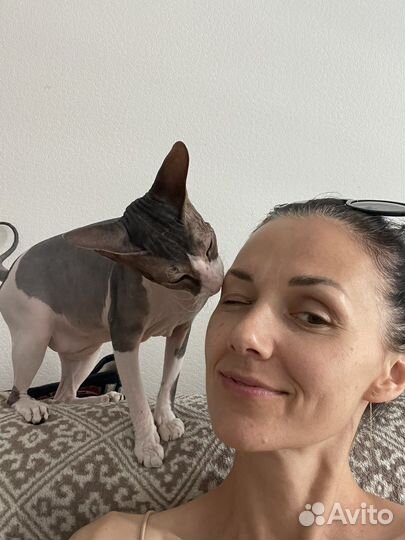 Передержка кошек в семье