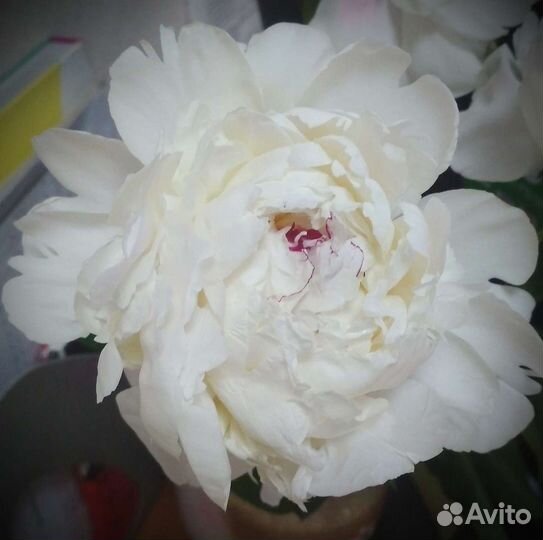 Цветные пряди. Натуральные волосы