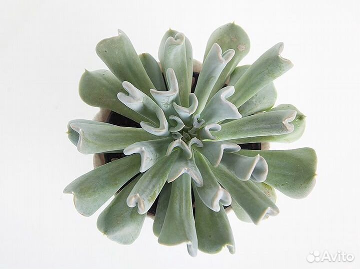 Эхеверии и другие суккуленты - взрослые и 